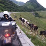 Agata_Alps_cows